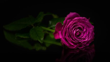 Цветы на темном фоне