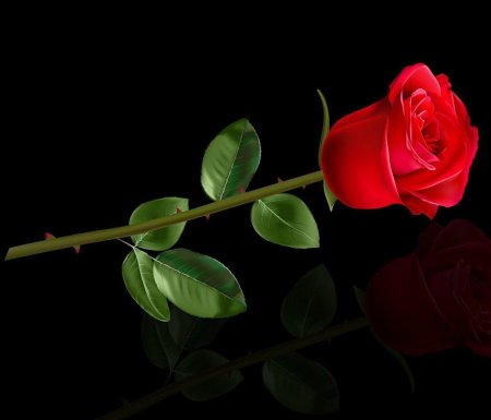 Красная роза на черном фоне