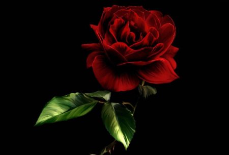 Красная роза