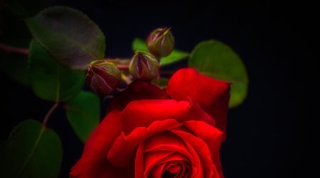 Роза красная