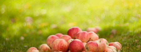 Яблоки панорама