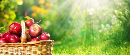 Яблочный спас в году