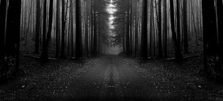 Лес черно белый