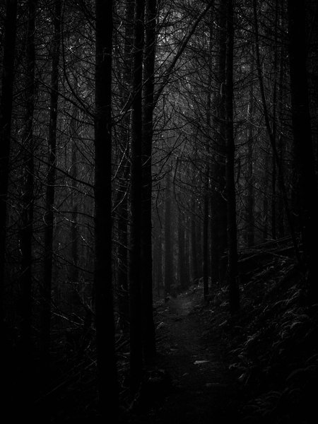Лес мрачный