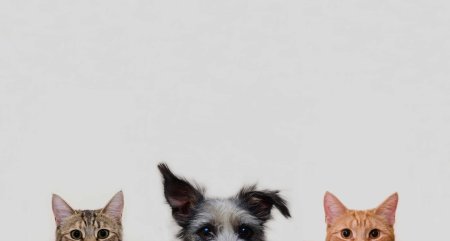 Домашние животные Минимализм