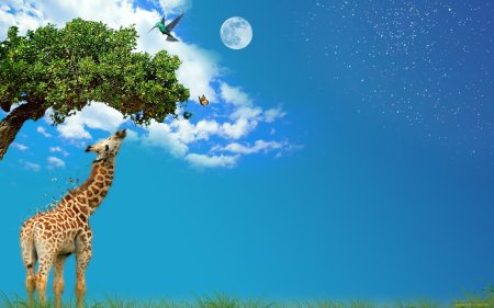 Обои на рабочий стол Жирафы