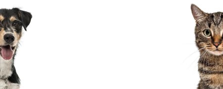 Собака выглядывает