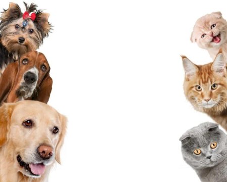 Кошка и собака на белом фоне