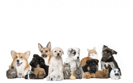 Много домашних животных