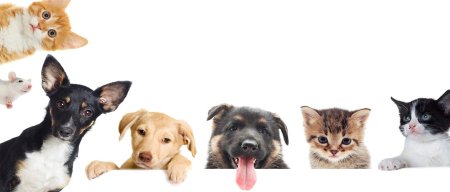 Домашние животные