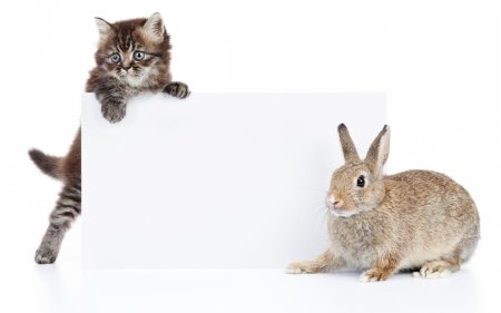 Фон домашние животные