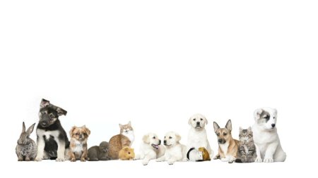 Зоомагазин картинки