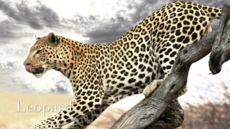 Леопард гепард Ягуар