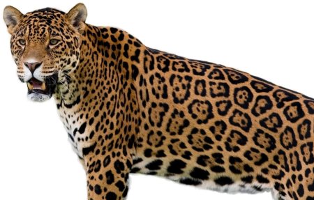 Леопард на прозрачном фоне