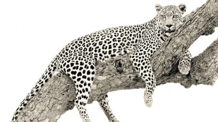 Леопард снежный Барс Ягуар