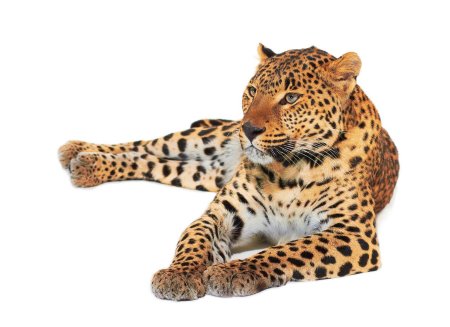 Джагуар леопард