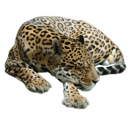 Леопард гепард ягуар