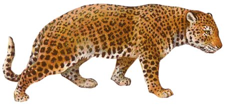 Леопард рисунок для детей