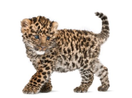 Леопард маленький