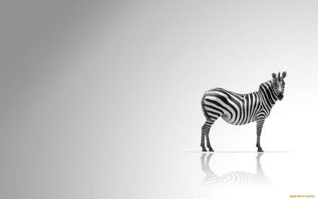 Животные зебра