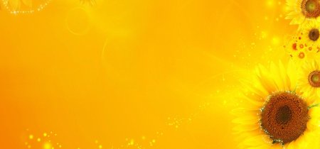 Фон с подсолнухами