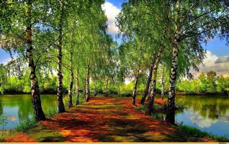 Березовая роща Тутаев