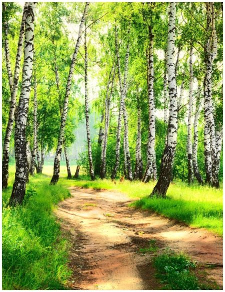 Деревенчук Березовая роща