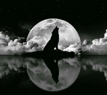 Волк под луной