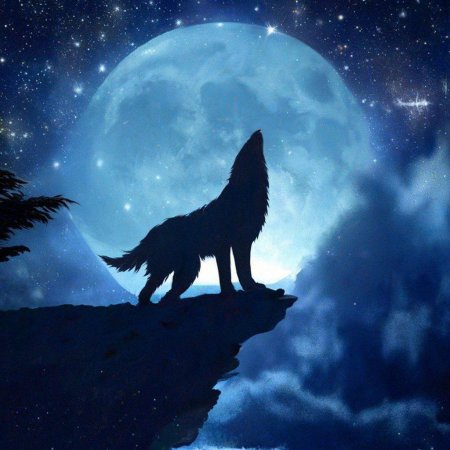 Одиноки волк