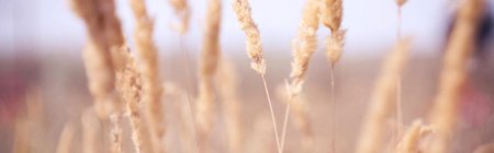 Бежевый фон эстетика