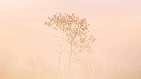 Фон пастельные тона