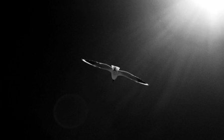 Птица в небе Минимализм