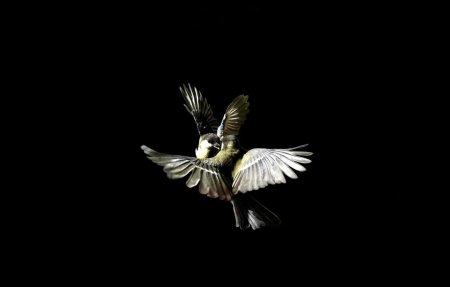 Птицы на темном фоне