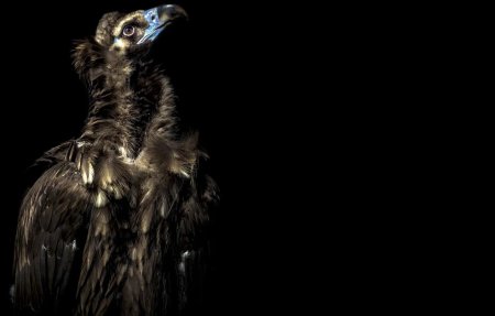 Черный гриф