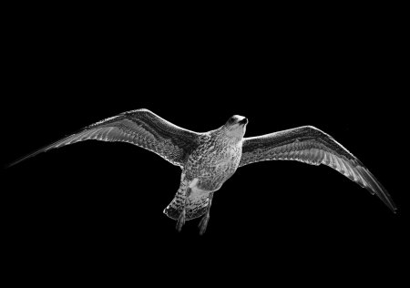 Чайка гравировка