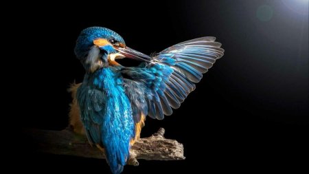 Синяя птица Зимородок