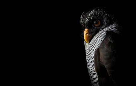 Птицы на темном фоне