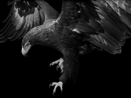 Орел на черном фоне