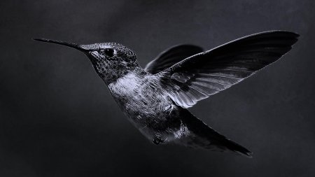 Черный якобинский Колибри