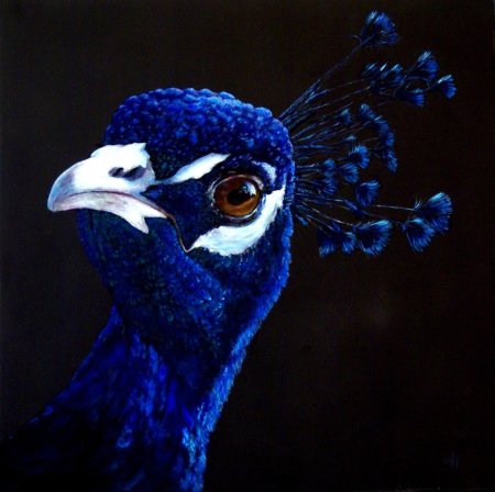 Павлин Миднайт