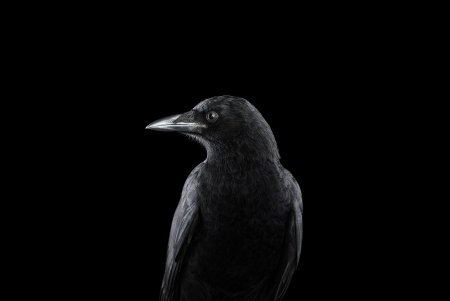 Ворон на черном фоне