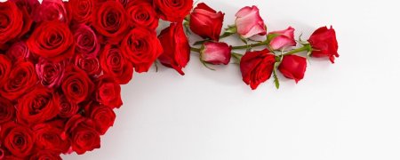 Фон с красными розами