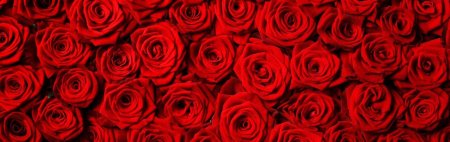 Красные розы фон