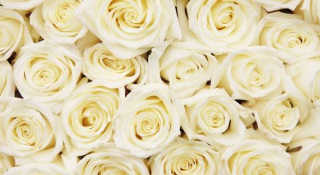 Фотообои розы