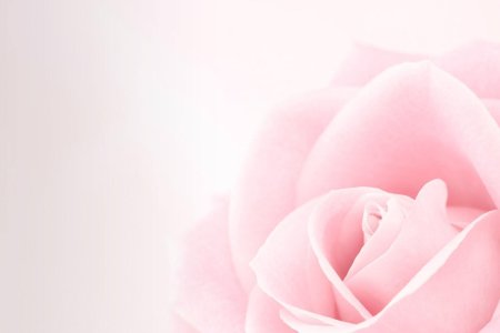 Розовые розы