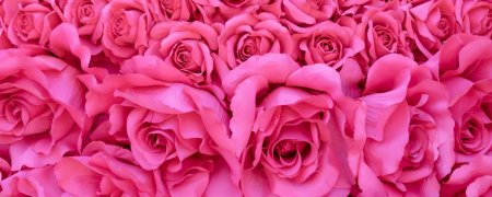 Роза розовая