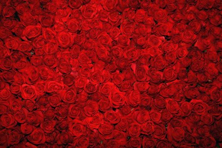 Красные розы