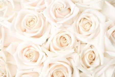 Бежевые розы