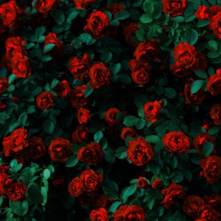 Красные цветы фон