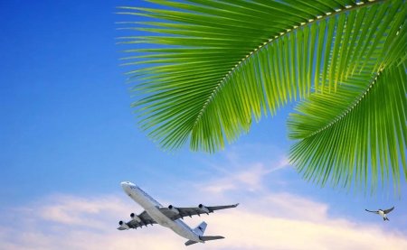 Самолет пальмы